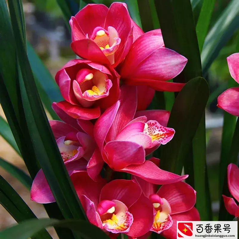 谈一谈 养兰花用什么肥料比较好？