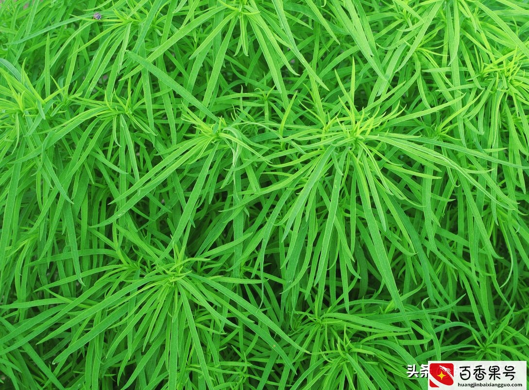 52种野菜大图片，教你认识不同的野菜和吃法，你想要的野菜这里有