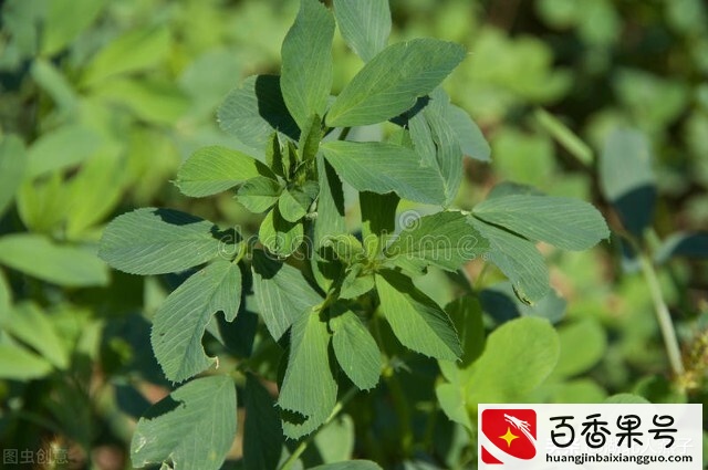 52种野菜大图片，教你认识不同的野菜和吃法，你想要的野菜这里有