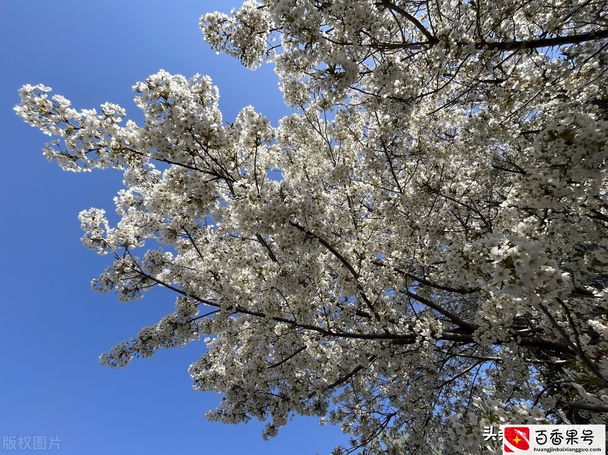 清明节-中国传统节日