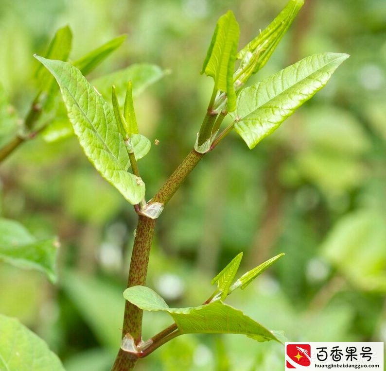 52种野菜大图片，教你认识不同的野菜和吃法，你想要的野菜这里有