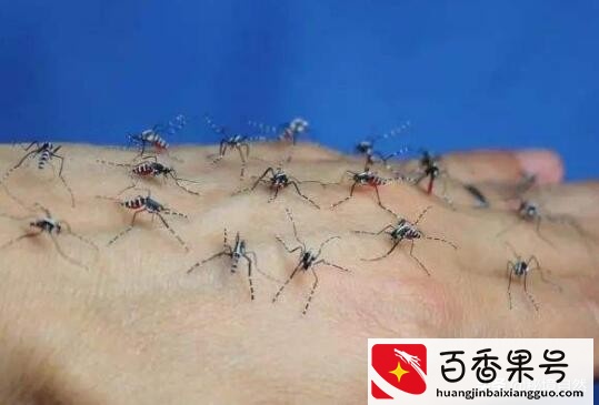 世界上最毒的蚊子咬人会死亡，毒蚊子咬了怎么消肿止痒，简单三招