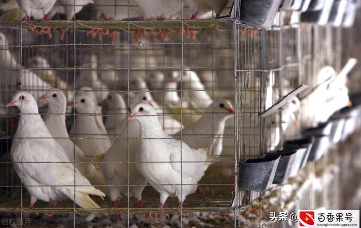 肉鸽养殖成本与利润，算算养100对种鸽能赚多少钱
