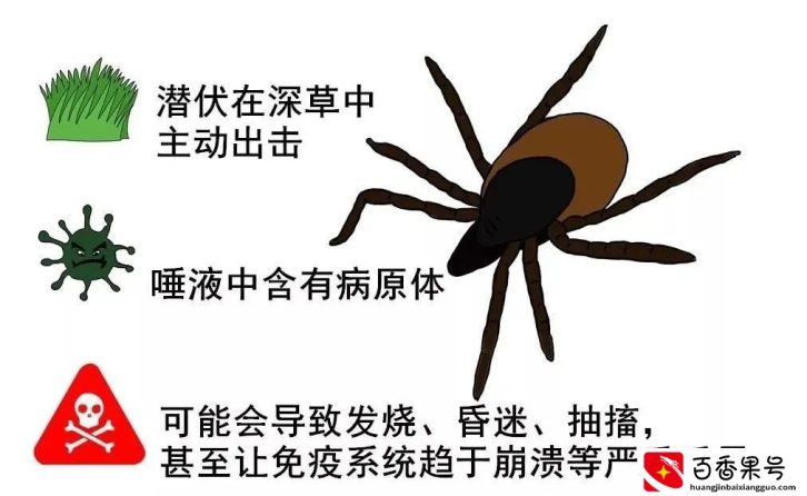 孩子被蜱（pí ）虫咬伤不疼不痒，如何一招尽早识破