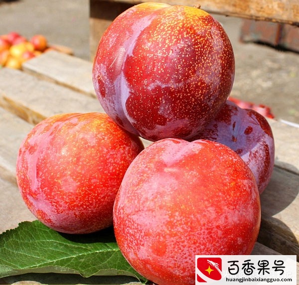 西梅是李子吗？二者有何区别，果农今天详细告诉你