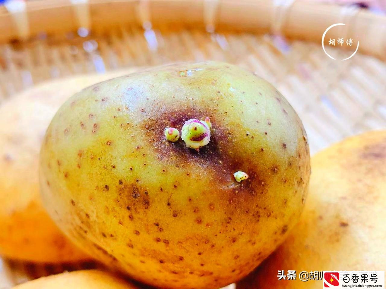 发芽的土豆到底能不能吃？原来我们一直都弄错了，看完后涨知识了