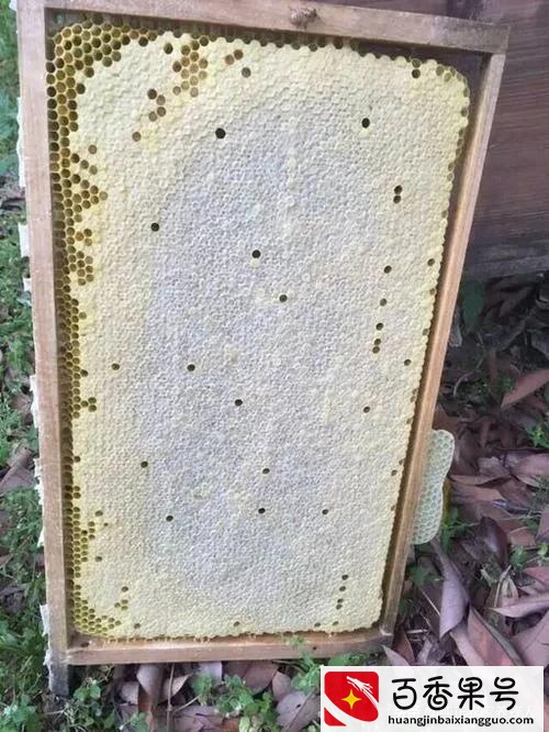 蜂蜜为什么长久不会变质？