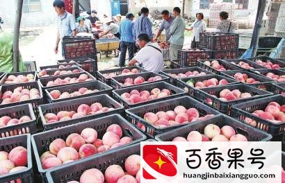 想摆摊卖水果怎么找货源？新手做水果生意怎么入手？