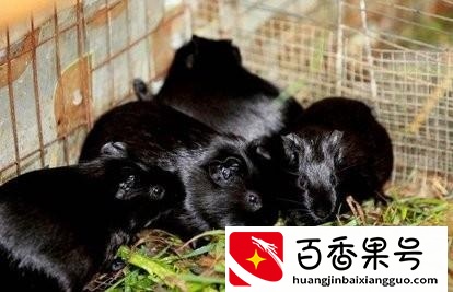 适合年轻人的养殖项目有哪些