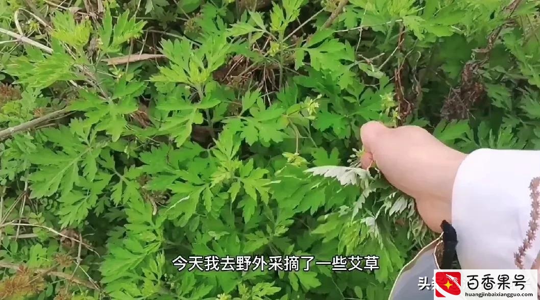 52种野菜大图片，教你认识不同的野菜和吃法，你想要的野菜这里有