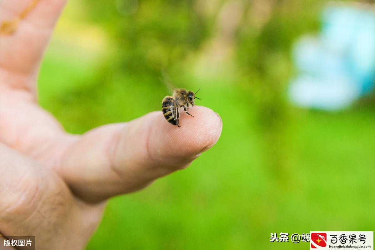 蜜蜂进家里有什么预兆，网友们来看看