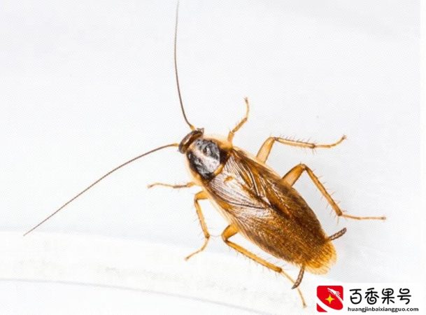 家里放什么可以防蟑螂