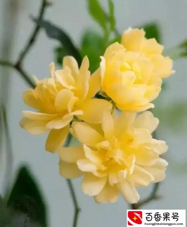 黄木香花，鬼招手
