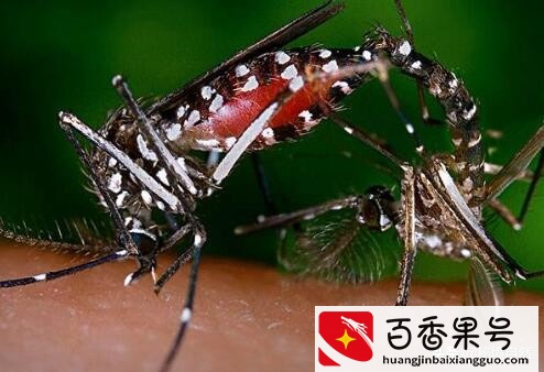 世界上最毒的蚊子咬人会死亡，毒蚊子咬了怎么消肿止痒，简单三招