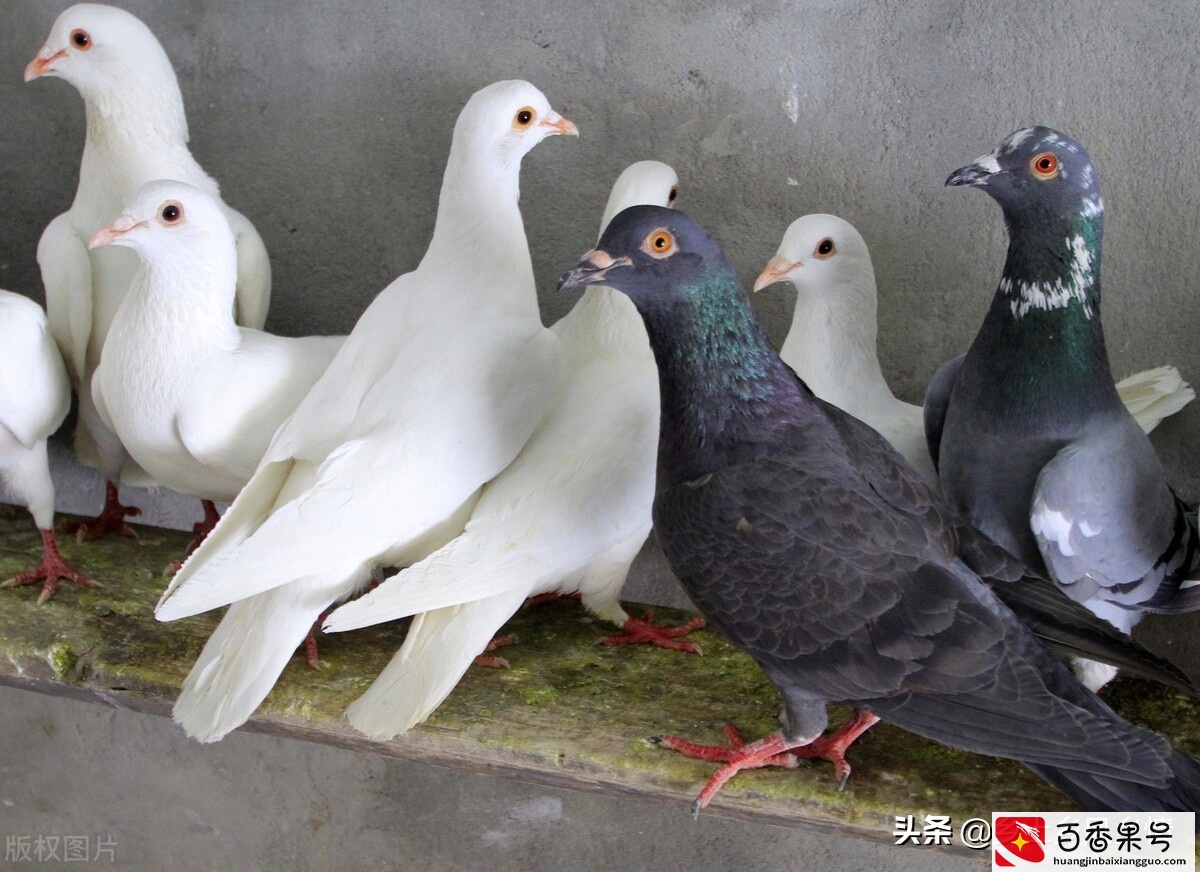 肉鸽养殖成本与利润，算算养100对种鸽能赚多少钱