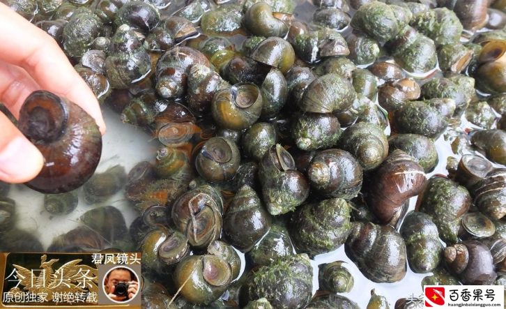 农贸市场趣图：福寿螺可以食用吗？福寿螺和田螺如何辨别？