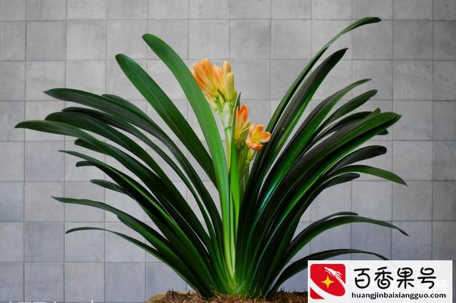 君子兰怎么养才能开花