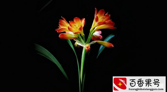 君子兰怎么养才能开花