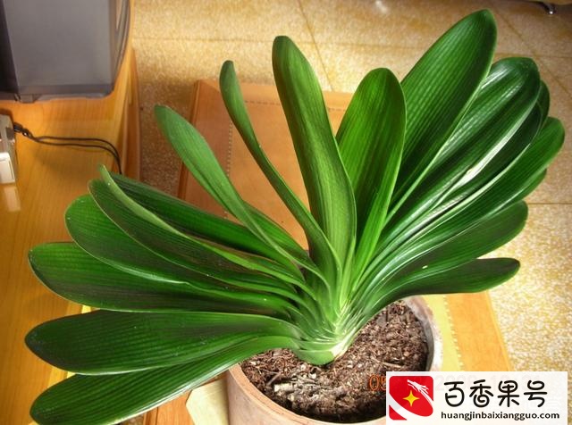 君子兰怎么养才能开花
