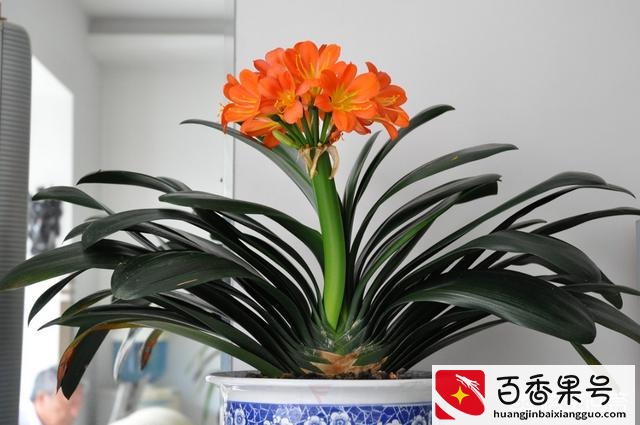 君子兰怎么养才能开花
