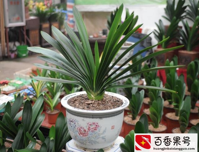 君子兰怎么养才能开花