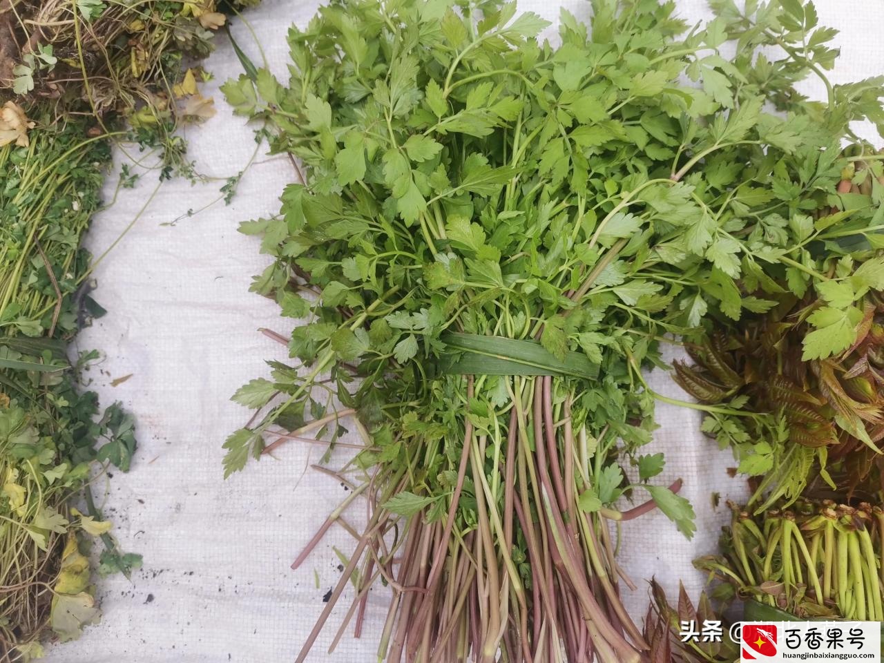 52种野菜大图片，教你认识不同的野菜和吃法，你想要的野菜这里有