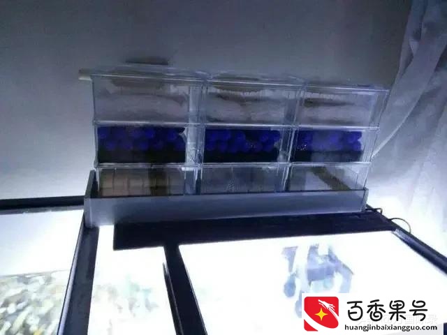 鱼缸浑浊别在换水了，告诉你一个简单的方法，让水干净透亮不浑浊