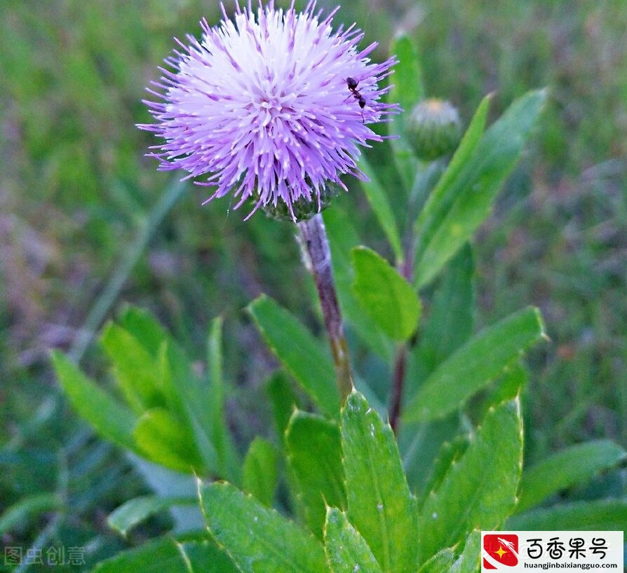 52种野菜大图片，教你认识不同的野菜和吃法，你想要的野菜这里有