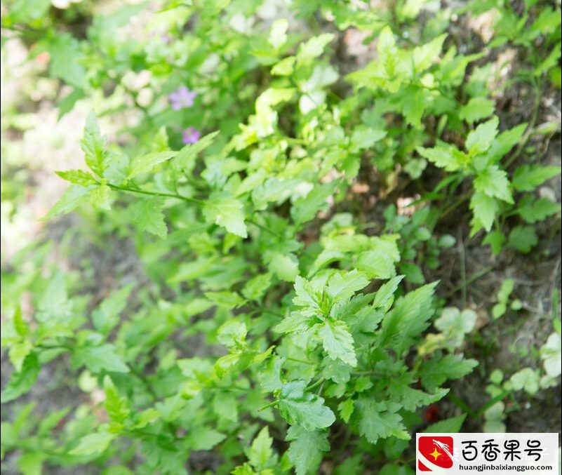 52种野菜大图片，教你认识不同的野菜和吃法，你想要的野菜这里有