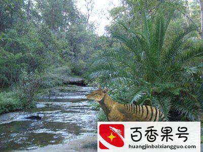 盘点近代灭绝的30种动物