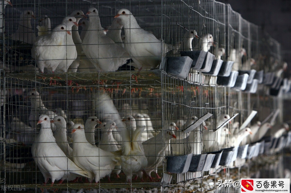 肉鸽养殖成本与利润，算算养100对种鸽能赚多少钱
