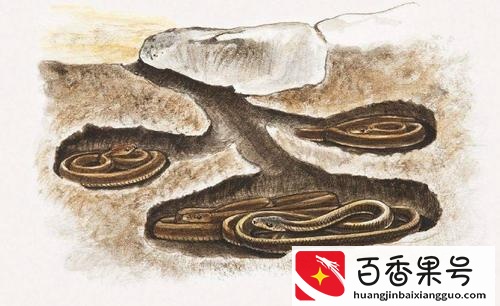需要冬眠的动物——15种冬天冬眠的动物大盘点