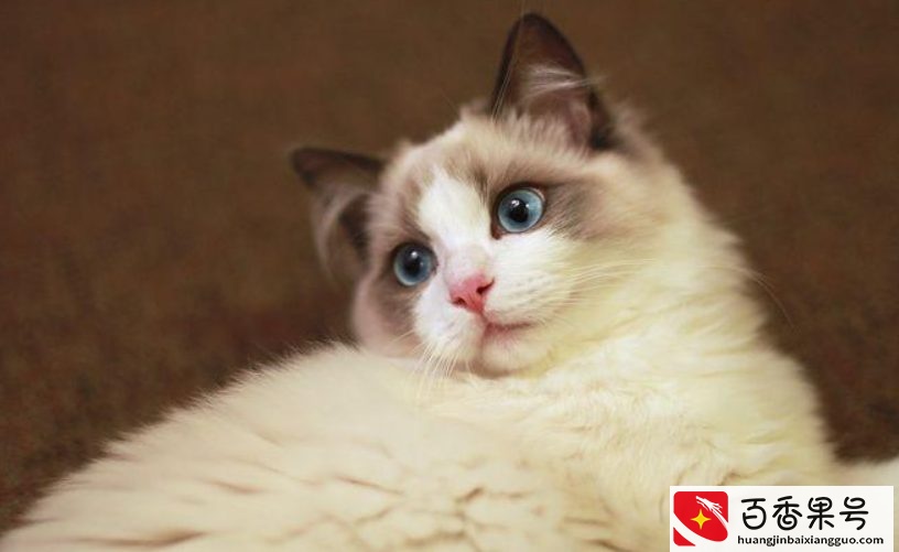“猫中贵族”布偶猫，多少钱一只？