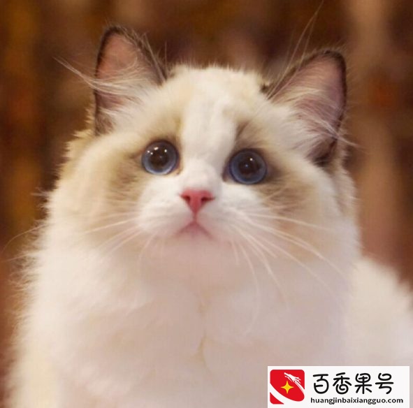 “猫中贵族”布偶猫，多少钱一只？