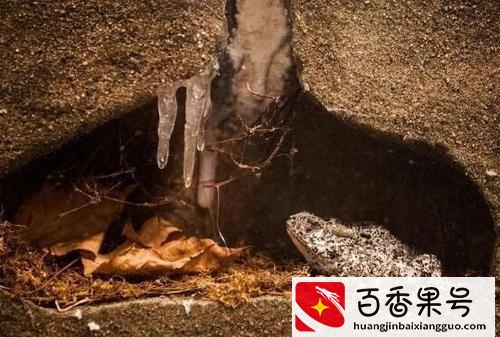 需要冬眠的动物——15种冬天冬眠的动物大盘点