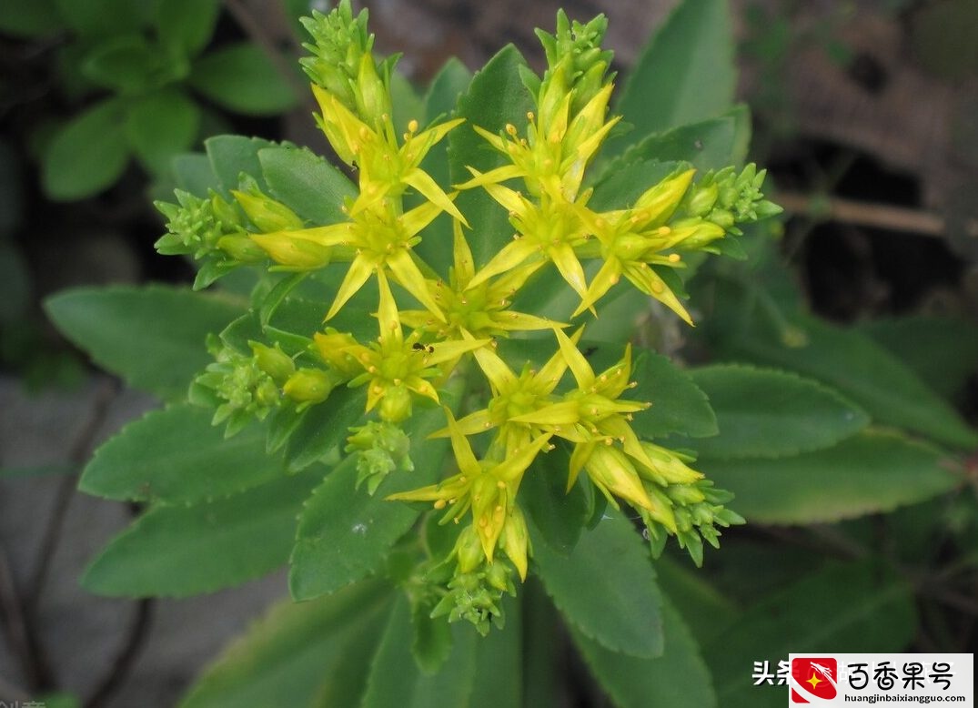 52种野菜大图片，教你认识不同的野菜和吃法，你想要的野菜这里有