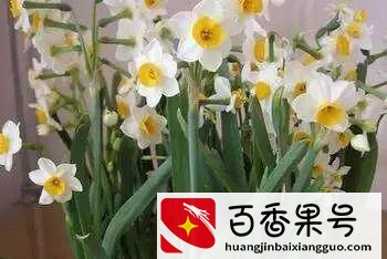 水仙花有毒吗?可以在室内养吗?