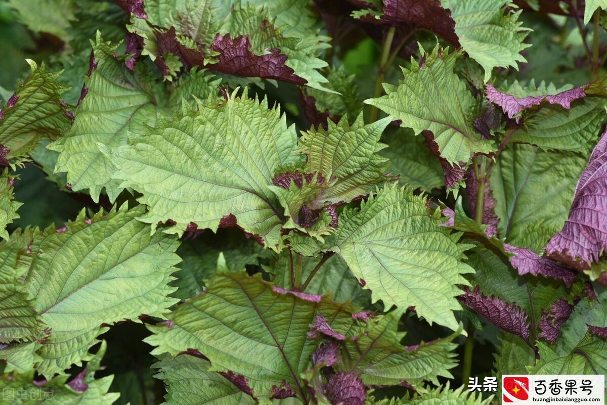 52种野菜大图片，教你认识不同的野菜和吃法，你想要的野菜这里有