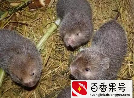 室内养殖什么最赚钱