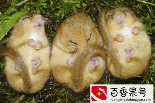 需要冬眠的动物——15种冬天冬眠的动物大盘点