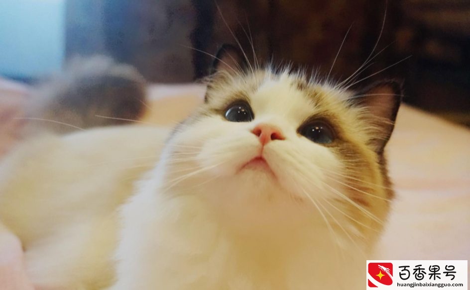 “猫中贵族”布偶猫，多少钱一只？