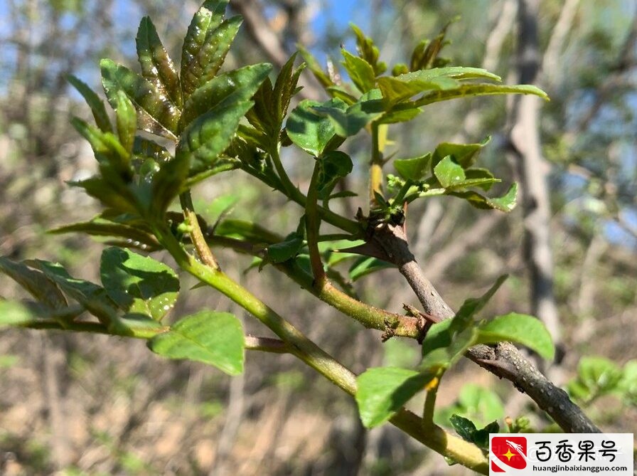 52种野菜大图片，教你认识不同的野菜和吃法，你想要的野菜这里有