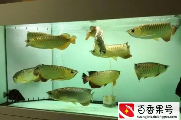 鱼缸浑浊别在换水了，告诉你一个简单的方法，让水干净透亮不浑浊