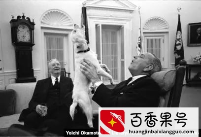 古代狗DNA研究：从冰河时期开始就是人类最忠心伙伴