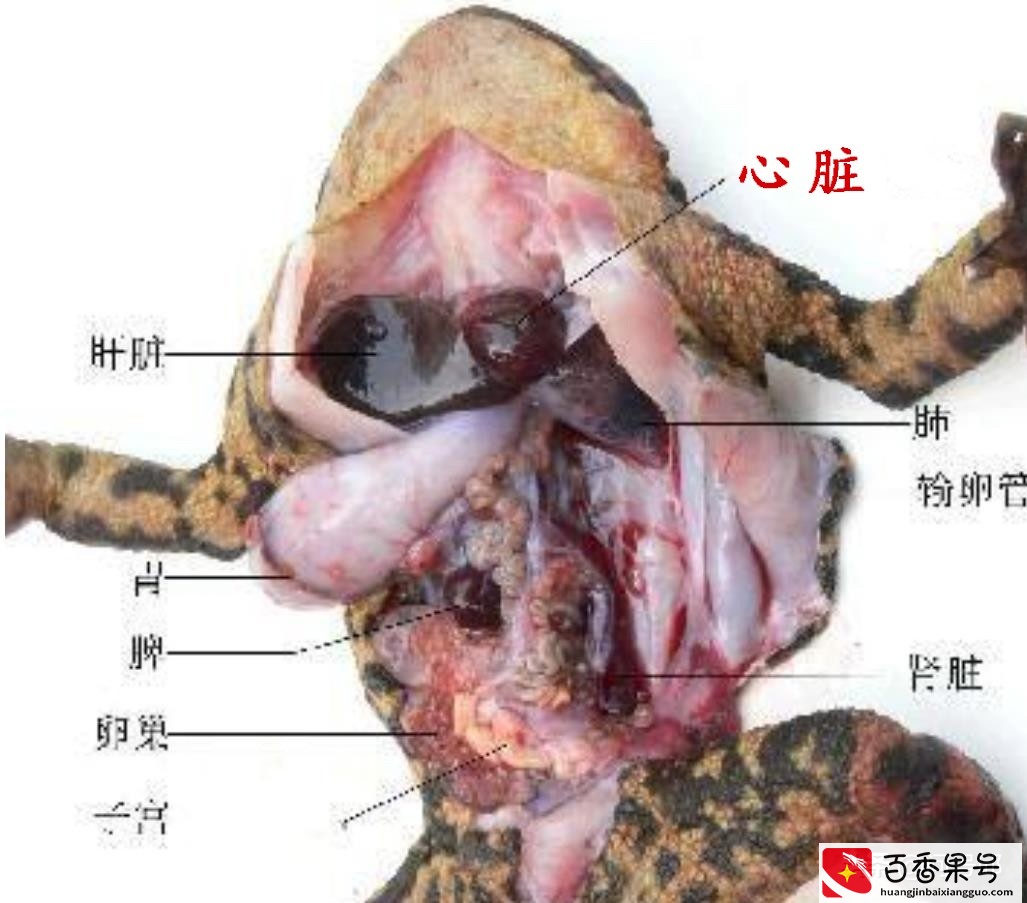 动物王国里奇怪的6种动物，它们的心脏不止一颗