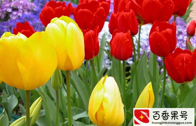 郁金香什么时候开花 郁金香怎么养殖才好