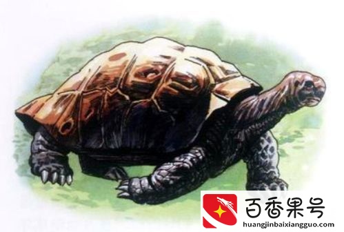 盘点近代灭绝的30种动物