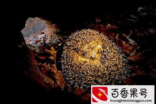 需要冬眠的动物——15种冬天冬眠的动物大盘点