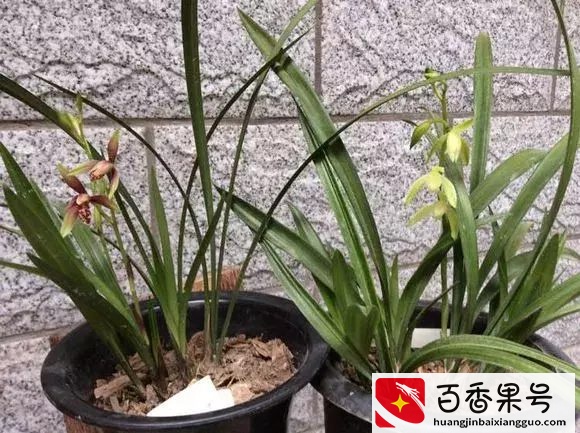谈一谈 养兰花用什么肥料比较好？