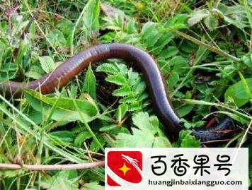 需要冬眠的动物——15种冬天冬眠的动物大盘点